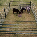 Pig fence ,Deer fence ,Sheep wire